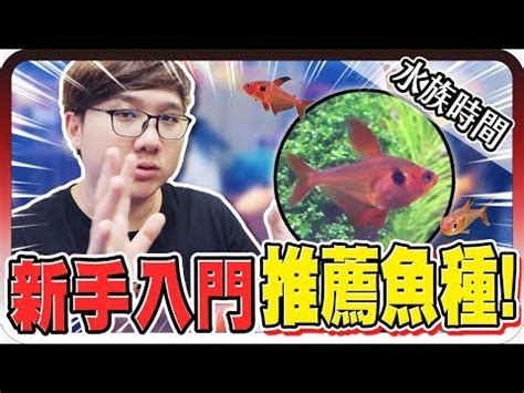 易養淡水魚|【易養魚】新手入門必看！5款懶人必備超好養的觀賞魚 – 每日新。